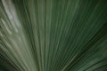 Saw Palmetto